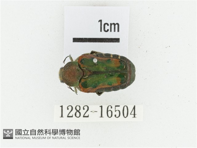 黑斑陷紋金龜藏品圖，第1張