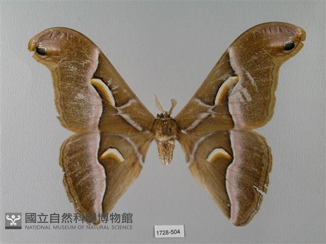 眉紋天蠶蛾藏品圖，第1張