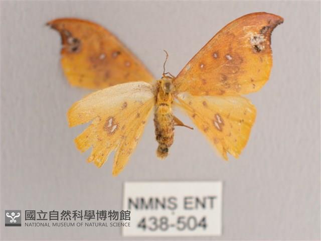 銀斑黃鉤蛾藏品圖，第1張