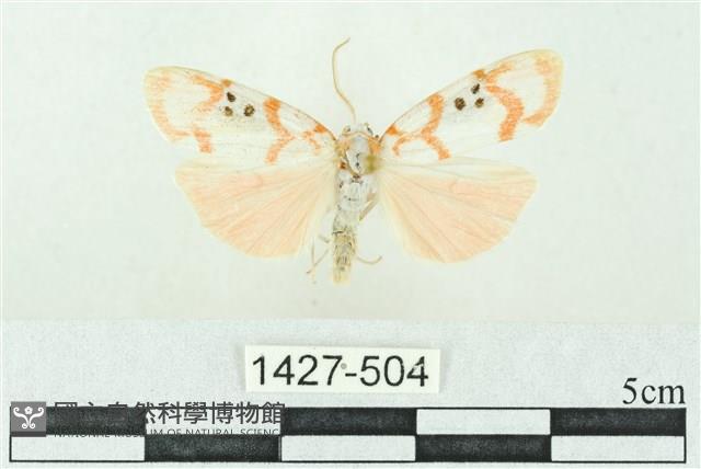 臺雪苔蛾藏品圖，第1張