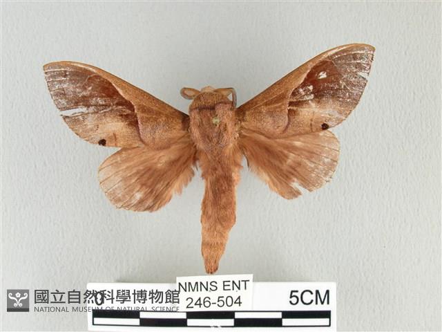 大褐斑枯葉蛾藏品圖，第1張