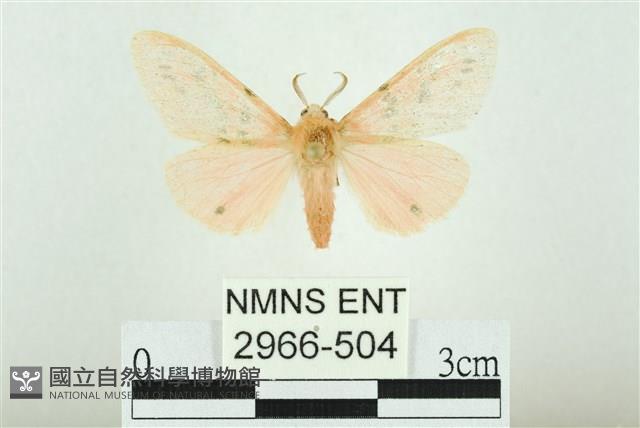 三條橙燈蛾藏品圖，第1張