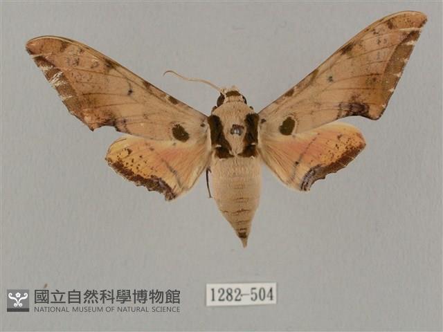 廣東鷹翅天蛾藏品圖，第1張