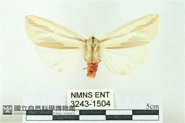 赭新污燈蛾藏品圖，第1張