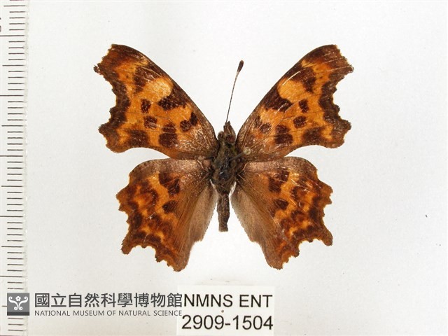 突尾鉤蛺蝶藏品圖，第1張