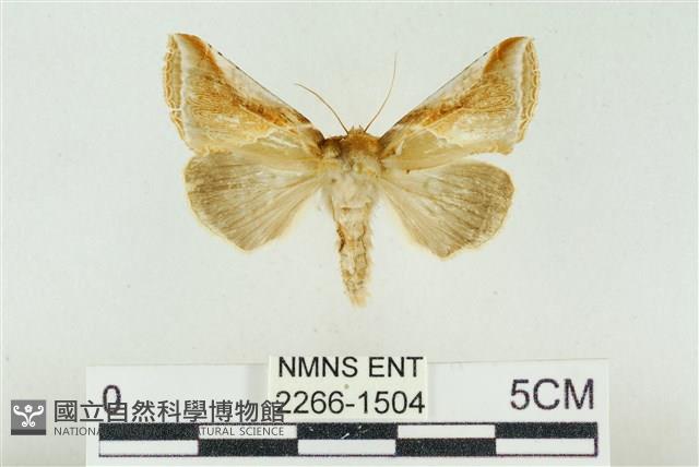 印華波紋蛾藏品圖，第1張