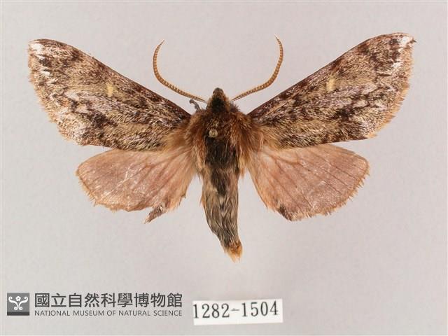 井上氏絨毛天蛾藏品圖，第1張