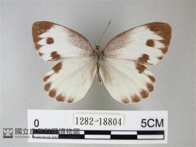 緣點白粉蝶藏品圖，第1張