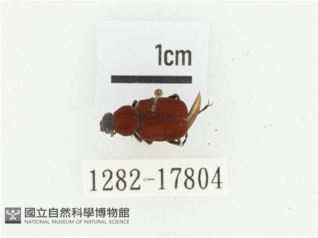 血紅虎斑花金龜藏品圖，第1張