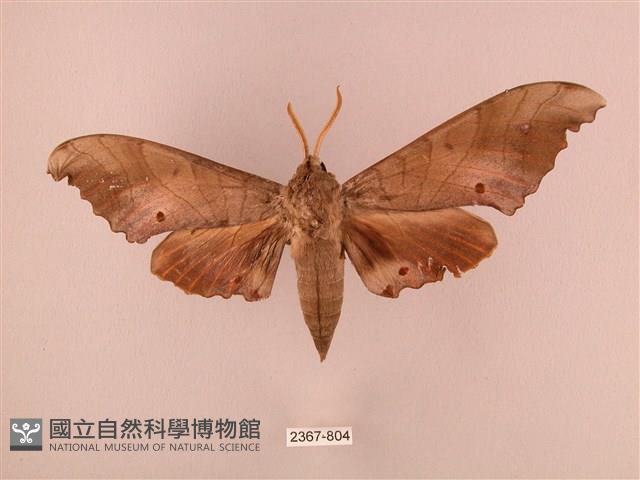 栗六點天蛾藏品圖，第1張