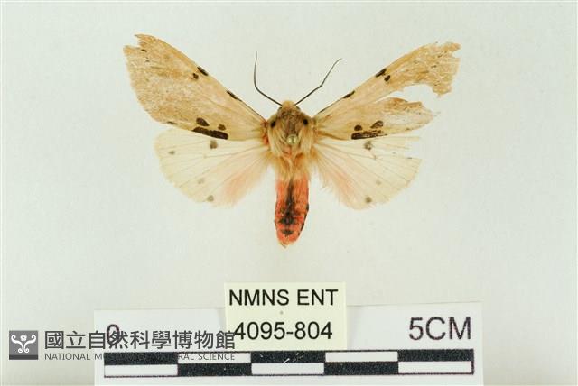 棍棒污燈蛾藏品圖，第1張