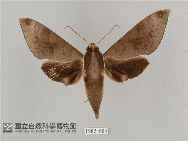 鋸線天蛾藏品圖，第1張