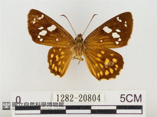 臺灣流星弄蝶藏品圖，第1張