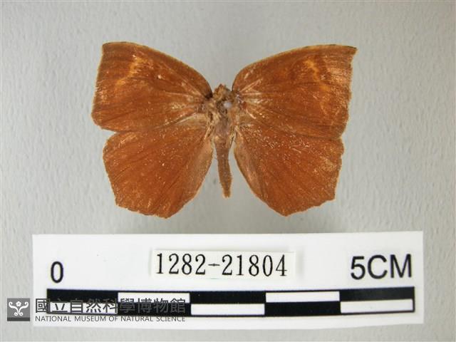 隱錨紋蛾藏品圖，第1張