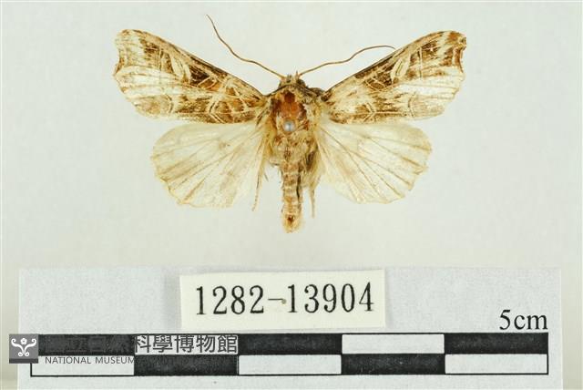 紅暈散紋夜蛾藏品圖，第1張