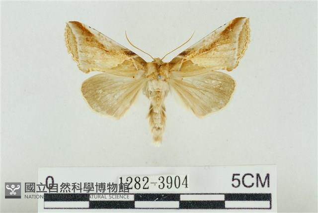 印華波紋蛾藏品圖，第1張