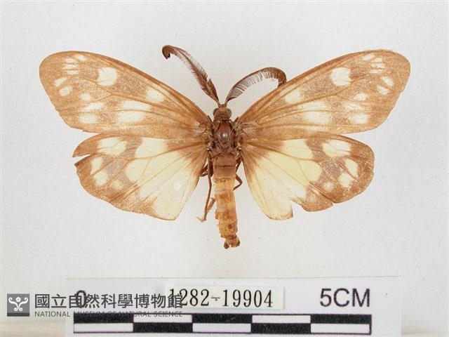 蓬萊茶斑蛾藏品圖，第1張