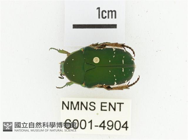 艷邊花金龜藏品圖，第1張