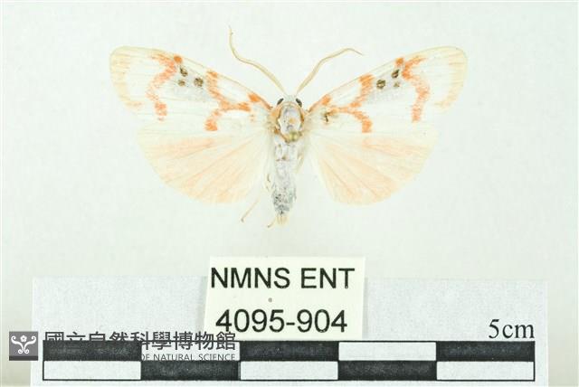 臺雪苔蛾藏品圖，第1張