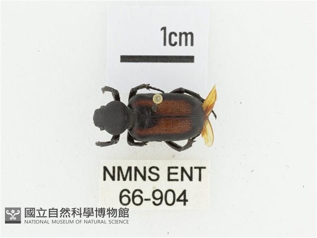 臺灣跗花金龜藏品圖，第1張