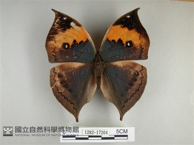 枯葉蝶藏品圖，第1張