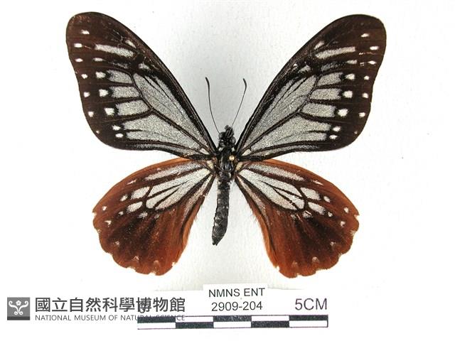 斑鳳蝶藏品圖，第1張