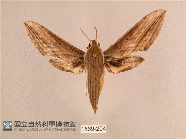背線天蛾藏品圖，第1張