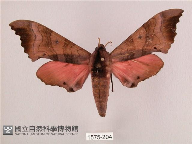 桃紅六點天蛾藏品圖，第1張