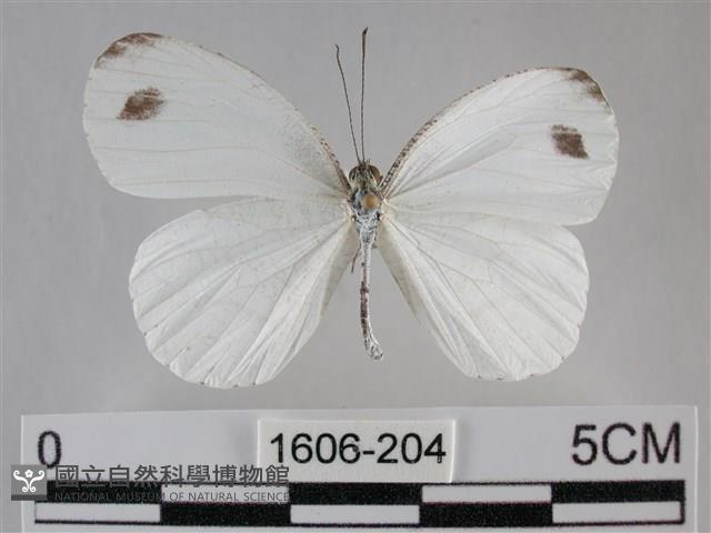 纖粉蝶藏品圖，第1張