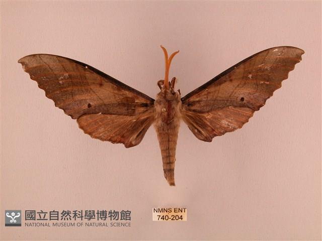 栗六點天蛾藏品圖，第1張