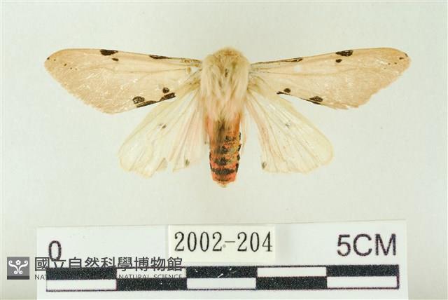 棍棒污燈蛾藏品圖，第1張