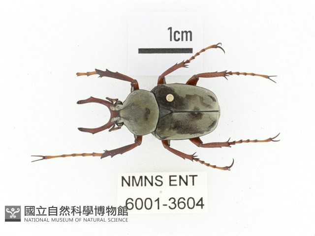 臺灣角金龜藏品圖，第1張