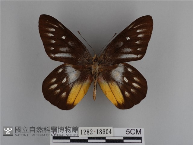 豔粉蝶藏品圖，第1張