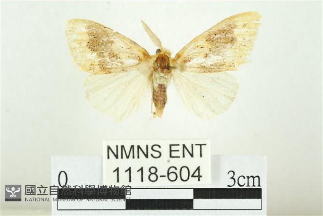 寬紋黃毒蛾藏品圖，第1張