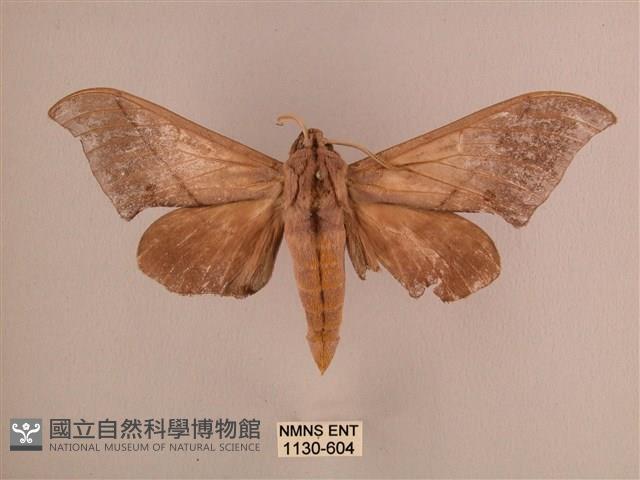 直翅六點天蛾藏品圖，第1張