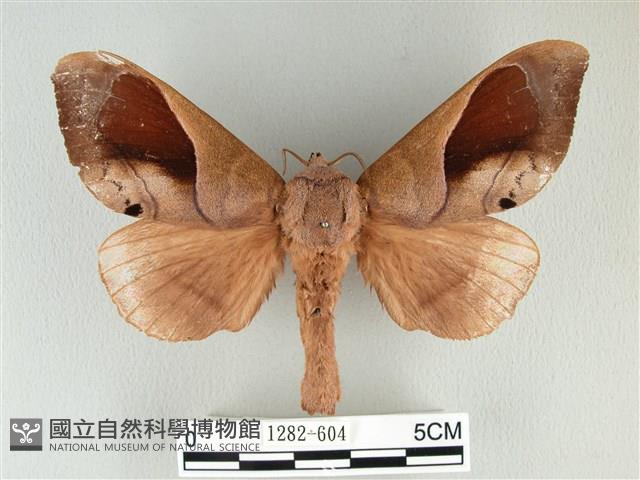 大褐斑枯葉蛾藏品圖，第1張