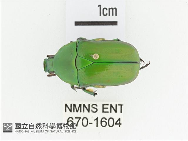 寶島細腳騷金龜藏品圖，第1張