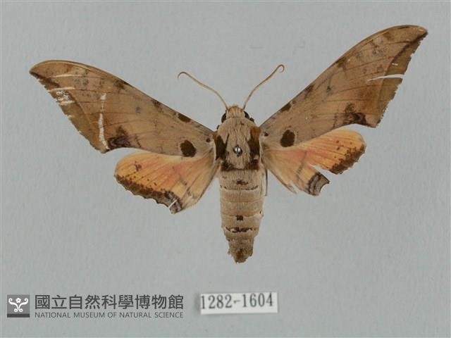 廣東鷹翅天蛾藏品圖，第1張