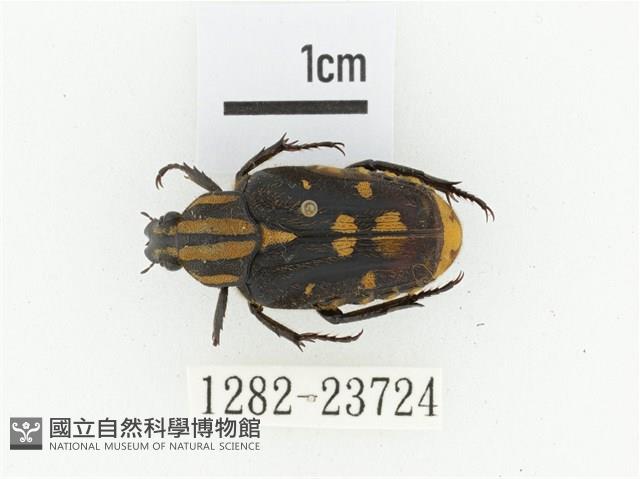 黃斑陷紋金龜藏品圖，第1張