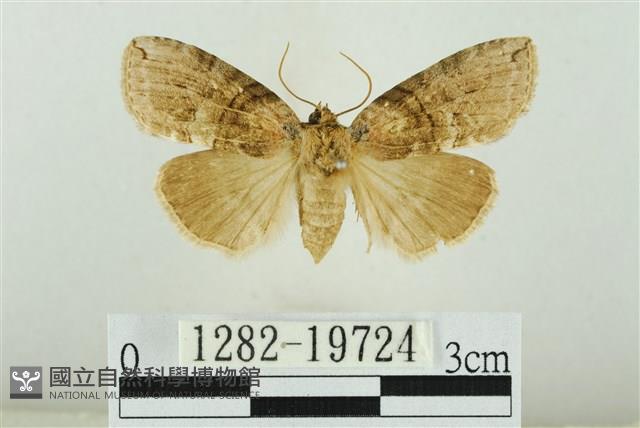 藹環波紋蛾藏品圖，第1張