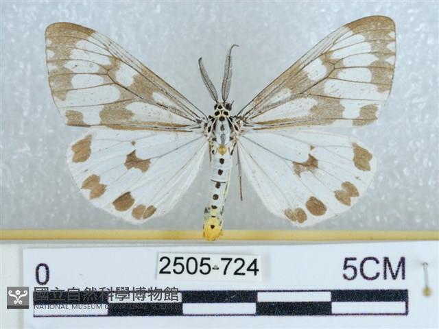 粉蝶燈蛾藏品圖，第1張