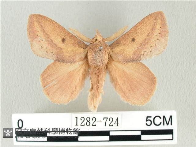 淡紋斜帶枯葉蛾藏品圖，第1張