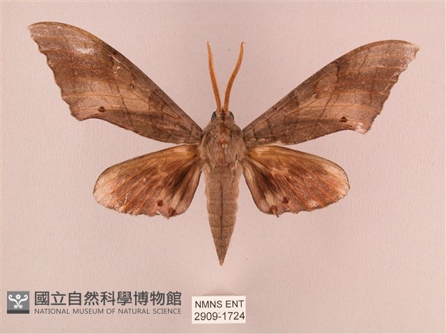 栗六點天蛾藏品圖，第1張