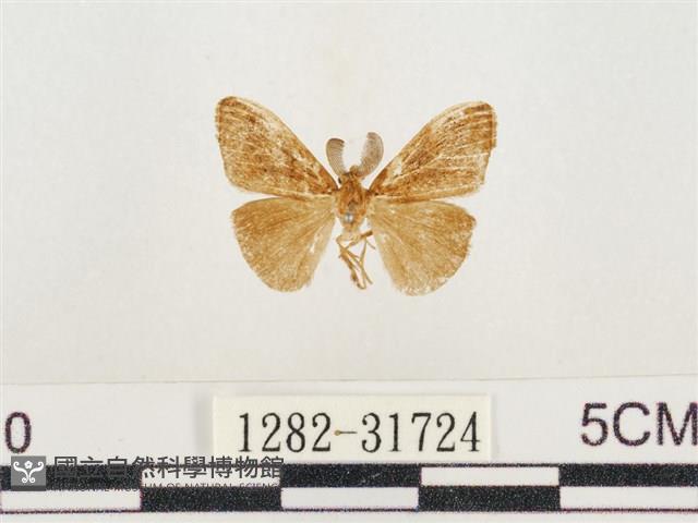 小白紋毒蛾藏品圖，第1張