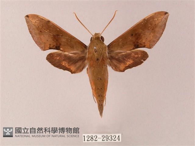 臺灣白肩天蛾藏品圖，第1張