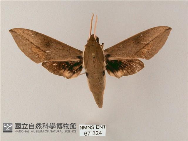 藏斜紋天蛾藏品圖，第1張