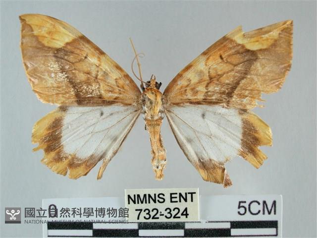 枯葉尺蛾藏品圖，第1張