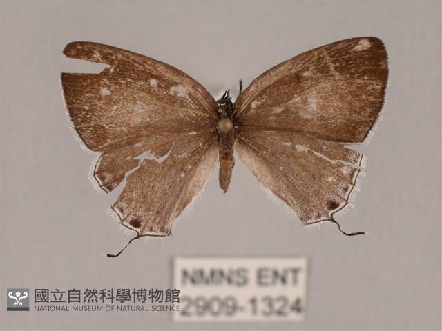 瓏灰蝶藏品圖，第1張
