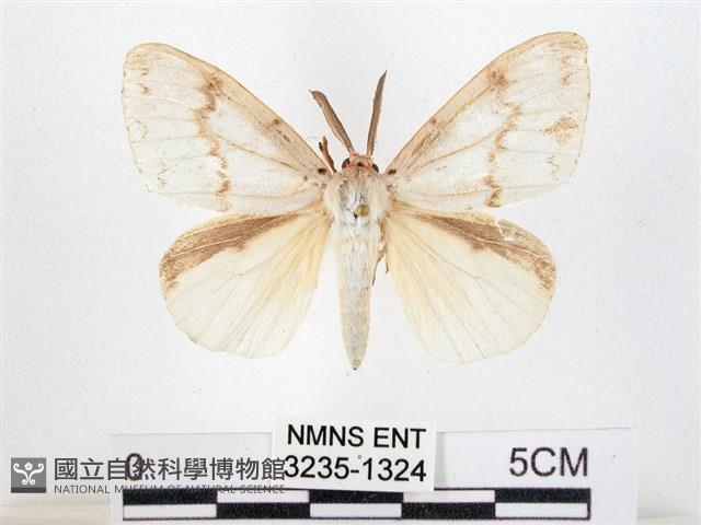 木毒蛾藏品圖，第1張