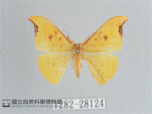 彎黑黃鉤蛾藏品圖，第1張
